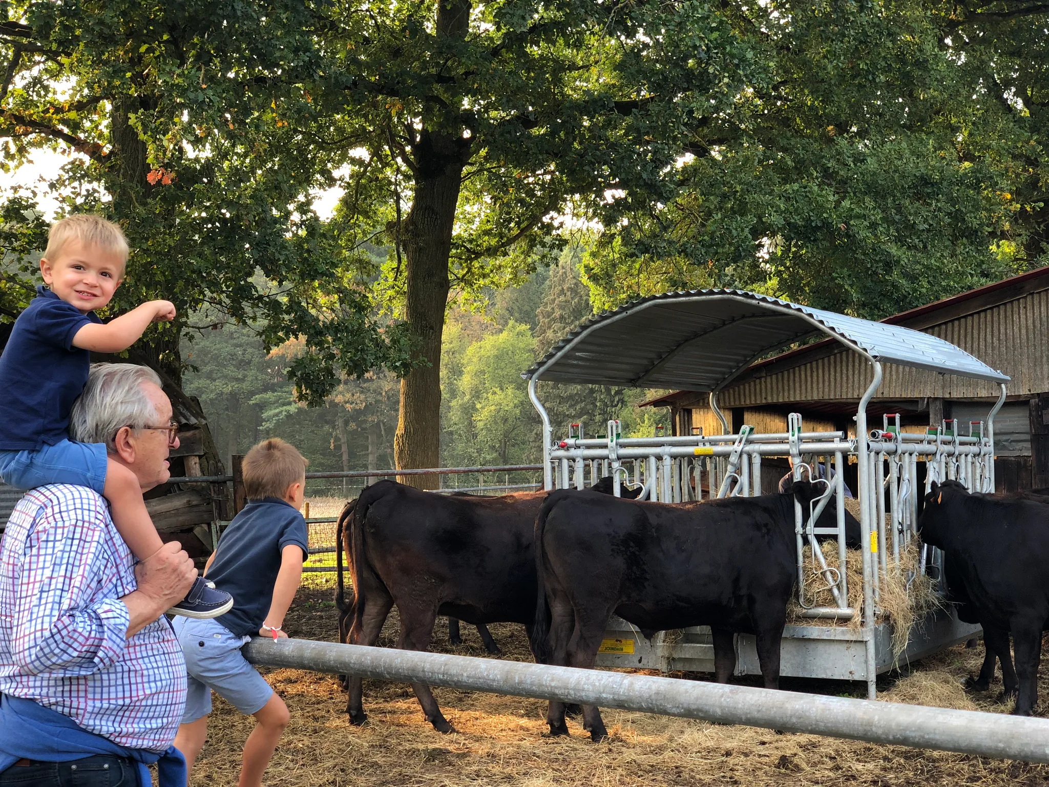 Grootvader met kleinkinderen kijkt naar zwarte koeien die hooi eten uit een voederbak in het warme avondlicht