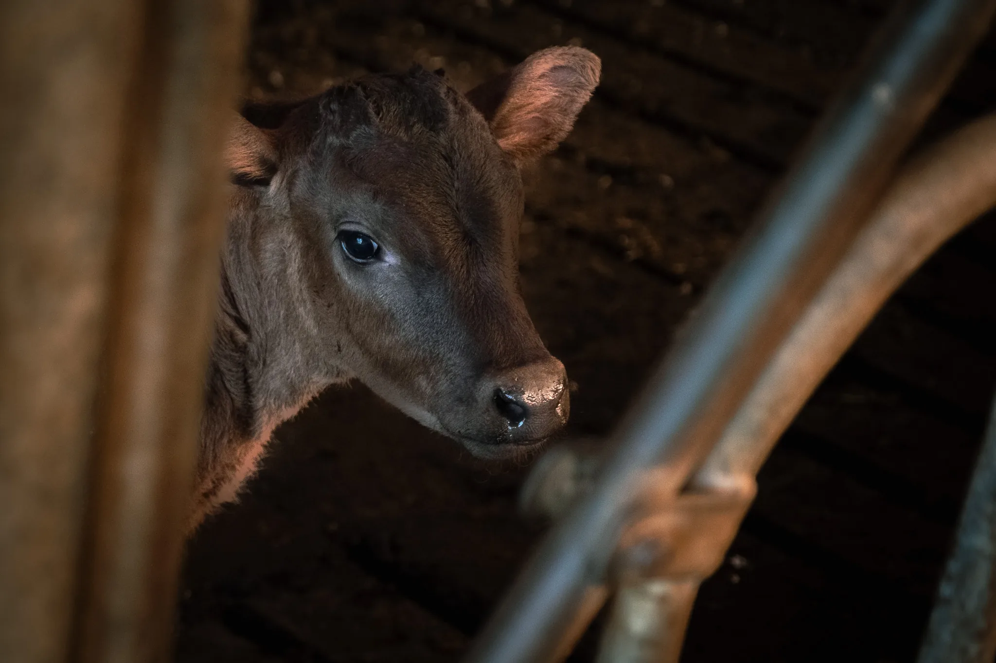 Jong kalf kijkt nieuwsgierig vanuit een donkere stal