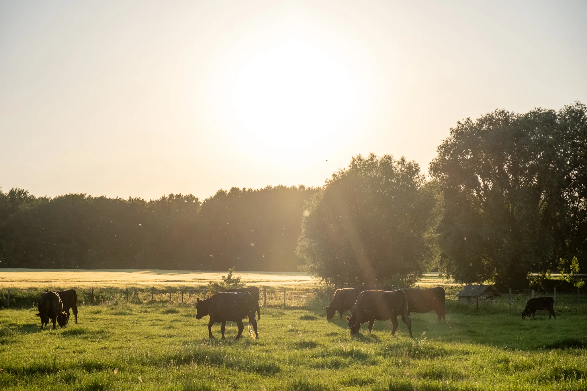 Kudde zwarte runderen graast in een groen weiland bij gouden uur