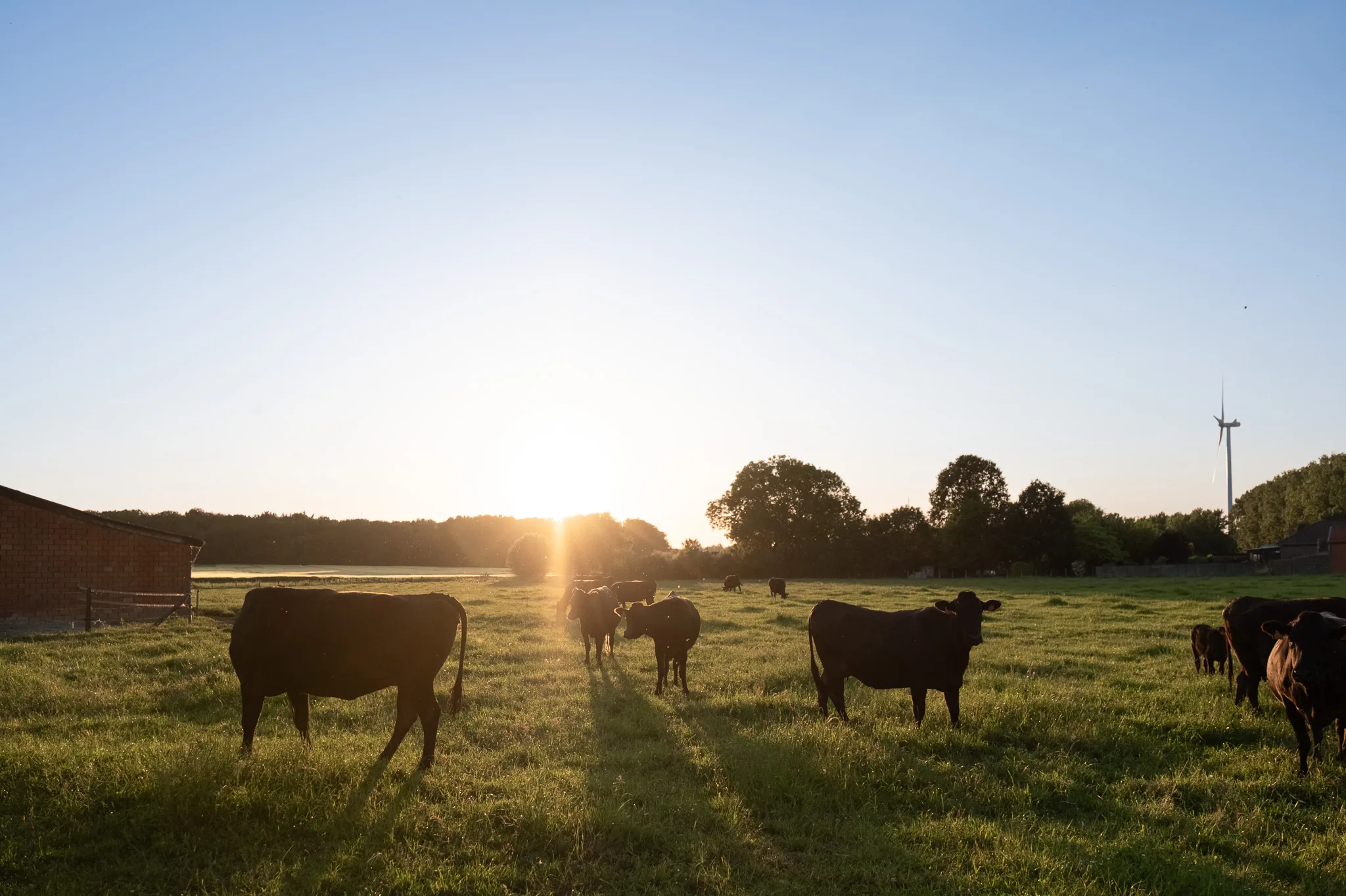Runderen in de wei bij zonsondergang, met een bakstenen schuur en windturbine op de achtergrond