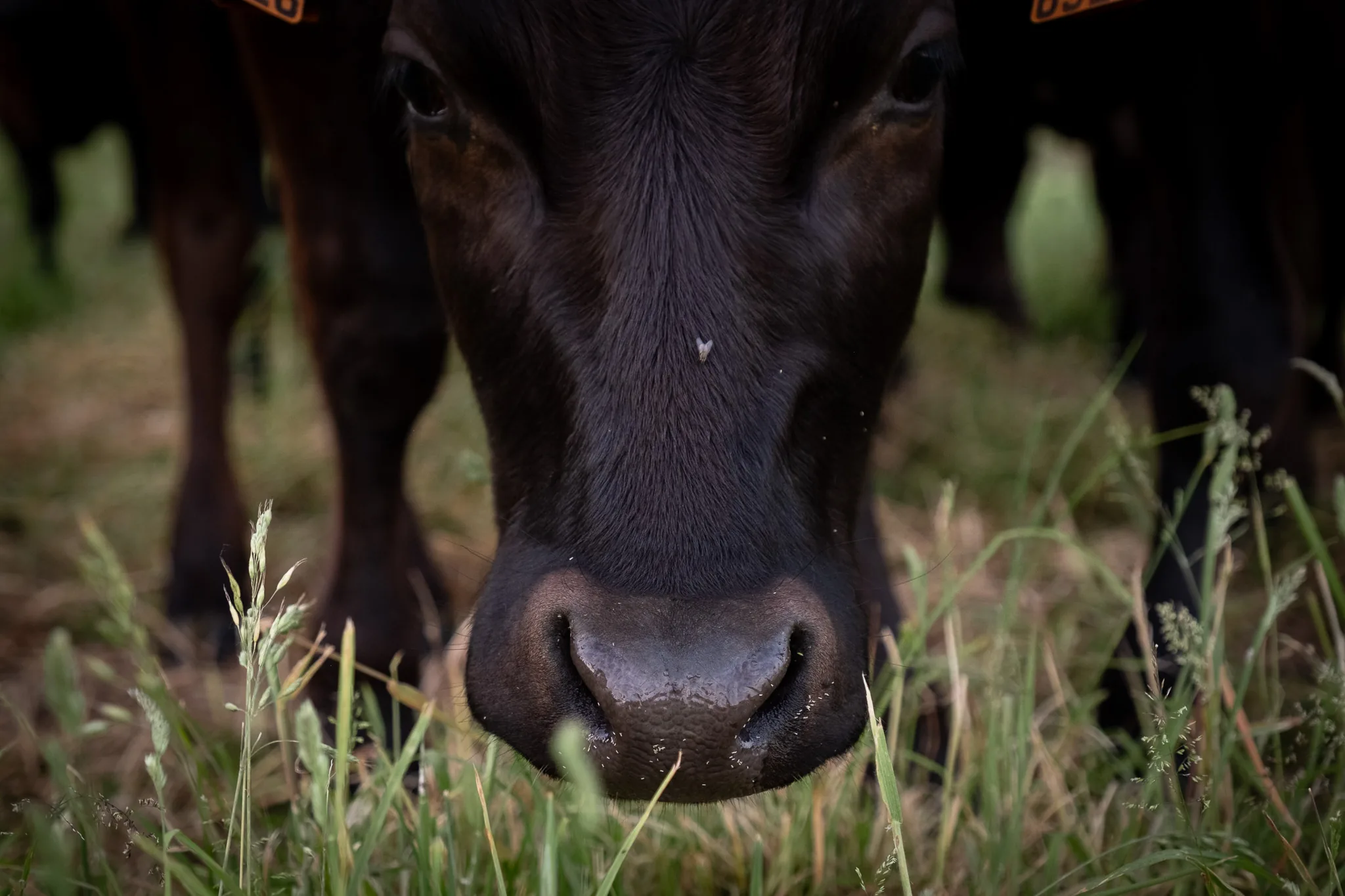 Close-up van het hoofd van een donker rund in het gras