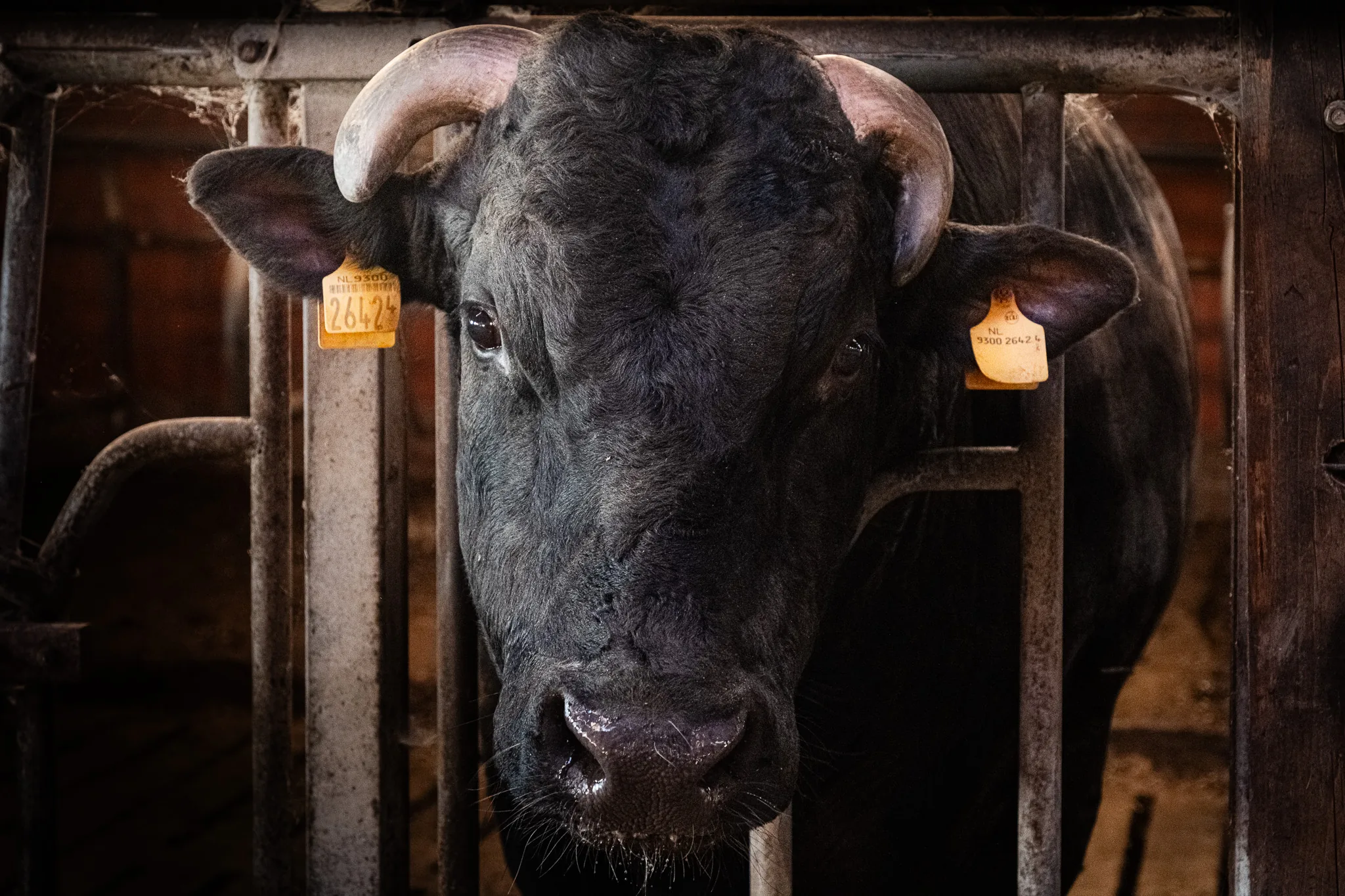 Portret van een zwarte stier met hoorns achter een metalen hek in de stal